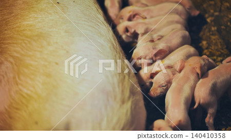 Piglets suckling from mother pig in farm environment Piglets suckling from mother pig in farm environment 140410358