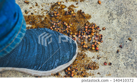 Farmer stepping on coffee borer beetles and rotten coffee beans during harvest Farmer stepping on coffee borer beetles and rotten coffee beans during harvest 140410372