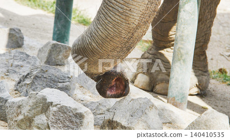 Close-up of an elephant's trunk at the zoo. 140410535