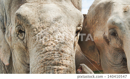 Close up of two elephants standing together, their wrinkled skin and expressive eyes visible 140410547