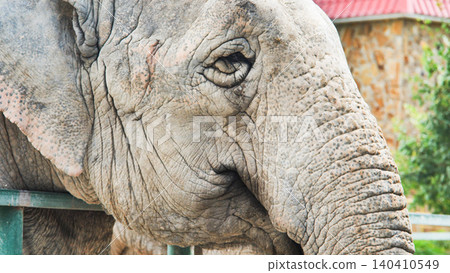 Weathered elephant eye and textured skin revealing lifelong journey, pressed against enclosure barrier in wildlife sanctuary 140410549