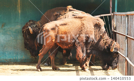 American bison shedding winter coat in zoo enclosure 140410553