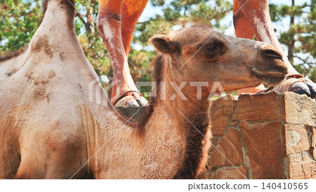 Bactrian camel leaning head against stone wall, revealing distinctive humped silhouette and calm demeanor in zoological habitat Bactrian camel leaning head against stone wall, revealing distinctive humped silhouette and calm demeanor in zoological habitat 140410565