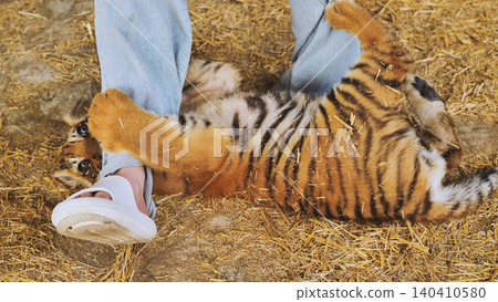 Playful tiger cub interacting with zookeeper's legs Playful tiger cub interacting with zookeeper's legs 140410580