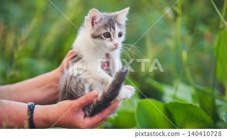 Kitten receiving gentle care, held by hands in nature, representing protection and adoption Kitten receiving gentle care, held by hands in nature, representing protection and adoption 140410728