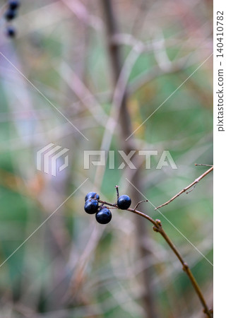 Dark berries on a bare branch in soft woodland light Dark berries on a bare branch in soft woodland light 140410782