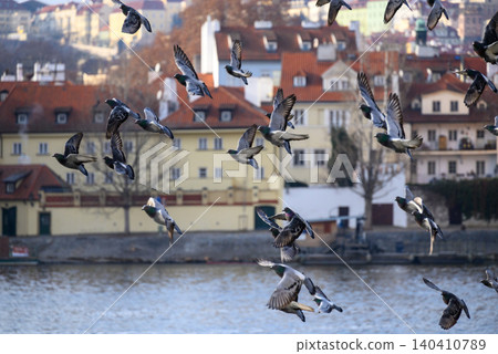 Pigeons flying over river in old city Pigeons flying over river in old city 140410789