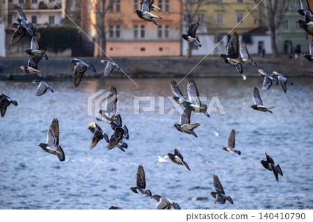Flock of ducks flying over city river Flock of ducks flying over city river 140410790