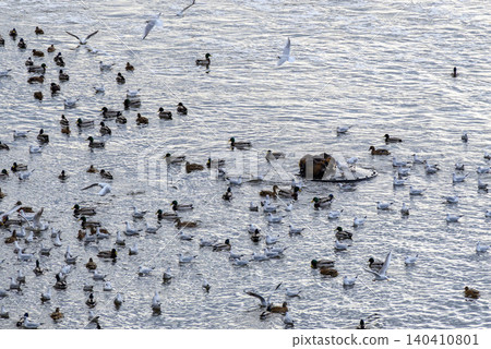 Ducks and gulls gathering on rippling water Ducks and gulls gathering on rippling water 140410801