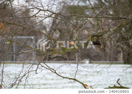 Bird feeder hanging on bare tree in winter Bird feeder hanging on bare tree in winter 140410803