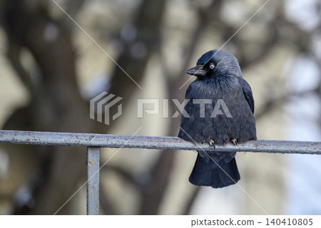 Jackdaw perched on metal railing Jackdaw perched on metal railing 140410805