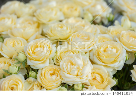 Yellow blooming roses forming a beautiful bouquet, symbol of love and beauty Yellow blooming roses forming a beautiful bouquet, symbol of love and beauty 140411034