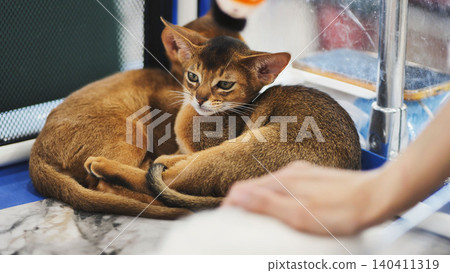 Abyssinian kittens resting in cat carrier at cat show Abyssinian kittens resting in cat carrier at cat show 140411319