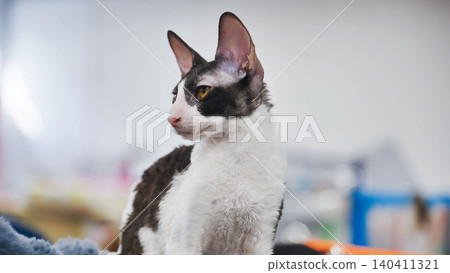 Purebred Cornish Rex cat sitting and looking away Purebred Cornish Rex cat sitting and looking away 140411321