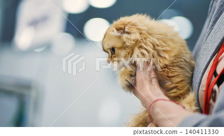 Breeder holding highland fold cat during feline exposition Breeder holding highland fold cat during feline exposition 140411330