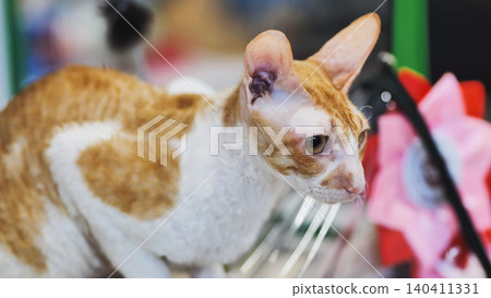 Purebred cornish rex cat participating at a cat show Purebred cornish rex cat participating at a cat show 140411331