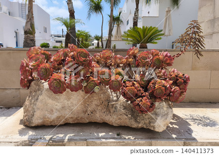 Aeonium Velour succulent growing in stone planter outdoors, vibrant rosette leaves under sunlight, tropical garden setting with palms and modern architecture Aeonium Velour succulent growing in stone planter outdoors, vibrant rosette leaves under sunlight, tropical garden setting with palms and modern architecture 140411373