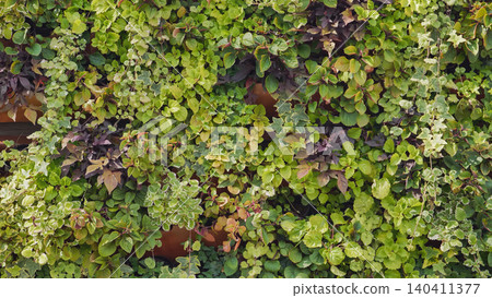 Lush green wall showcasing diverse foliage in vertical garden Lush green wall showcasing diverse foliage in vertical garden 140411377