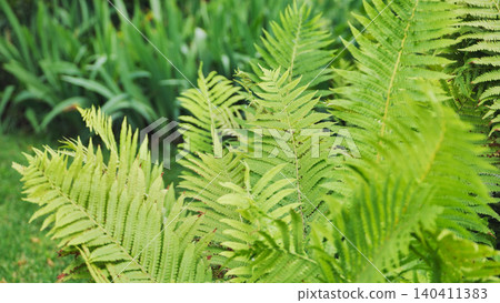 Bright green fern leaves growing in the garden Bright green fern leaves growing in the garden 140411383
