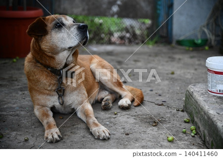 charming Rhodesian Ridgeback puppy lies peacefully in a grassy field, gazing directly at the viewer with its soulful eyes. charming Rhodesian Ridgeback puppy lies peacefully in a grassy field, gazing directly at the viewer with its soulful eyes. 140411460