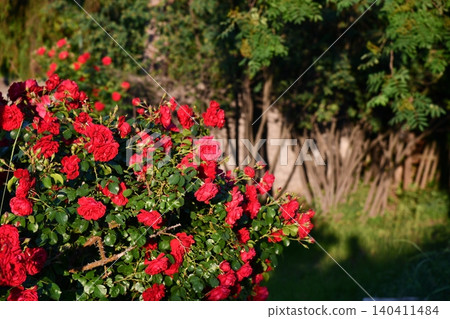 Natural fresh red roses flowers pattern wallpaper. top view, Red rose flower background. Natural fresh red roses flowers pattern wallpaper. top view, Red rose flower background. 140411484