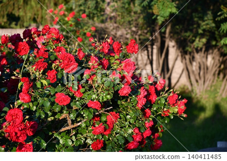 Natural fresh red roses flowers pattern wallpaper. top view, Red rose flower background. Natural fresh red roses flowers pattern wallpaper. top view, Red rose flower background. 140411485