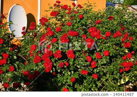Natural fresh red roses flowers pattern wallpaper. top view, Red rose flower background. Natural fresh red roses flowers pattern wallpaper. top view, Red rose flower background. 140411487