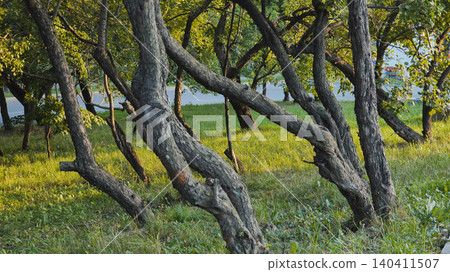 Crooked trees growing in a park near the road Crooked trees growing in a park near the road 140411507