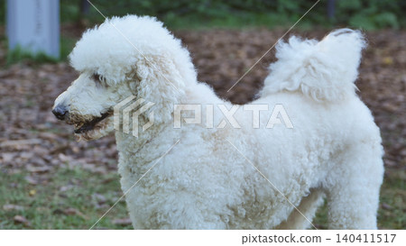 White poodle standing sideways, looking alert with its characteristic curly coat White poodle standing sideways, looking alert with its characteristic curly coat 140411517