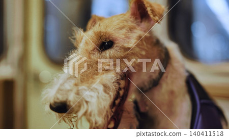 Wire fox terrier dog wearing purple clothes traveling by train or subway Wire fox terrier dog wearing purple clothes traveling by train or subway 140411518