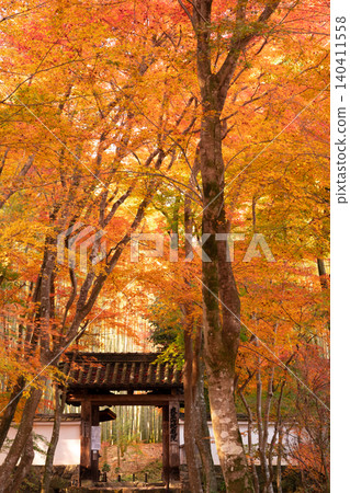 I photographed the autumn leaves at Jizoin Temple, commonly known as Takedera (Bamboo Temple), in Nishikyo Ward, Kyoto City. I photographed the autumn leaves at Jizoin Temple, commonly known as Takedera (Bamboo Temple), in Nishikyo Ward, Kyoto City. 140411558