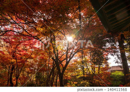 I photographed the autumn leaves at Jizoin Temple, commonly known as Takedera (Bamboo Temple), in Nishikyo Ward, Kyoto City. I photographed the autumn leaves at Jizoin Temple, commonly known as Takedera (Bamboo Temple), in Nishikyo Ward, Kyoto City. 140411568