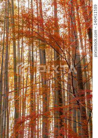 I photographed the autumn leaves at Jizoin Temple, commonly known as Takedera (Bamboo Temple), in Nishikyo Ward, Kyoto City. I photographed the autumn leaves at Jizoin Temple, commonly known as Takedera (Bamboo Temple), in Nishikyo Ward, Kyoto City. 140411589