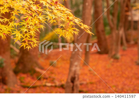 我在京都市西京區的地藏院(俗稱竹寺)拍攝了秋葉。 我在京都市西京區的地藏院(俗稱竹寺)拍攝了秋葉。 140411597