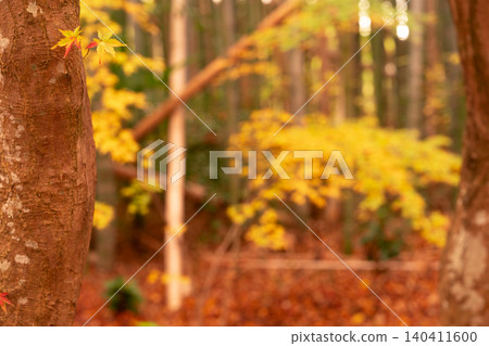 I photographed the autumn leaves at Jizoin Temple, commonly known as Takedera (Bamboo Temple), in Nishikyo Ward, Kyoto City. I photographed the autumn leaves at Jizoin Temple, commonly known as Takedera (Bamboo Temple), in Nishikyo Ward, Kyoto City. 140411600
