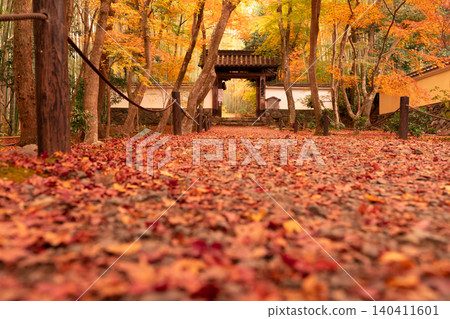 I photographed the autumn leaves at Jizoin Temple, commonly known as Takedera (Bamboo Temple), in Nishikyo Ward, Kyoto City. I photographed the autumn leaves at Jizoin Temple, commonly known as Takedera (Bamboo Temple), in Nishikyo Ward, Kyoto City. 140411601
