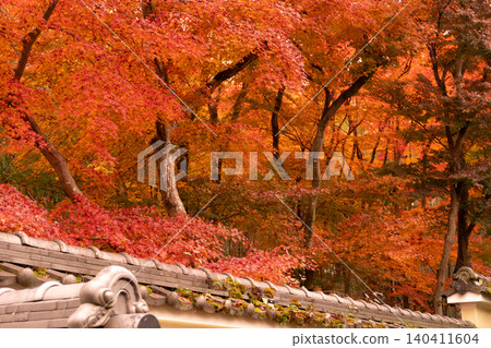 I photographed the autumn leaves at Jizoin Temple, commonly known as Takedera (Bamboo Temple), in Nishikyo Ward, Kyoto City. 140411604
