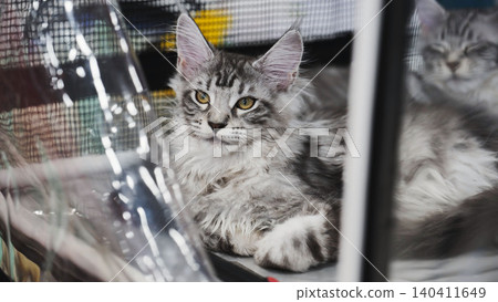 Maine coon cat relaxing in cage at cat show Maine coon cat relaxing in cage at cat show 140411649