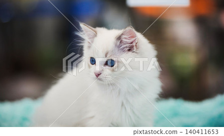 Adorable ragdoll kitten resting on a soft blanket Adorable ragdoll kitten resting on a soft blanket 140411653