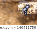 A pair of stag beetles on a perch 140411750