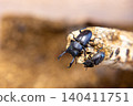 A male and female stag beetle walking side by side. 140411751