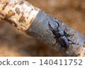 A male stag beetle climbing a tree trunk. 140411752