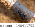 A male stag beetle with sharp mandibles. 140411753