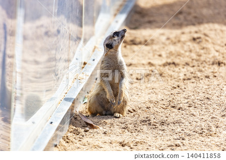 A Meerkat sitting on the ground while looking at things around them 140411858