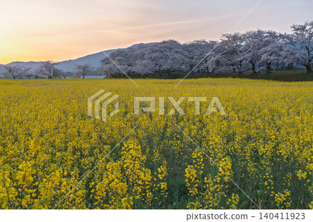 Cherry blossoms and rapeseed flowers taken at the ruins of Fujiwarakyo, Kashihara City, Nara Prefecture 140411923