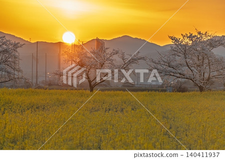 Cherry blossoms and rapeseed flowers taken at the ruins of Fujiwarakyo, Kashihara City, Nara Prefecture 140411937