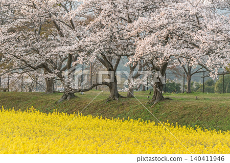Cherry blossoms and rapeseed flowers taken at the ruins of Fujiwarakyo, Kashihara City, Nara Prefecture Cherry blossoms and rapeseed flowers taken at the ruins of Fujiwarakyo, Kashihara City, Nara Prefecture 140411946