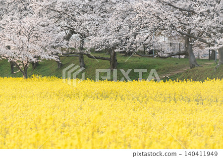 在奈良縣橿原市藤原京遺址拍攝的櫻花和油菜花 在奈良縣橿原市藤原京遺址拍攝的櫻花和油菜花 140411949
