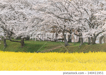 Cherry blossoms and rapeseed flowers taken at the ruins of Fujiwarakyo, Kashihara City, Nara Prefecture Cherry blossoms and rapeseed flowers taken at the ruins of Fujiwarakyo, Kashihara City, Nara Prefecture 140411951