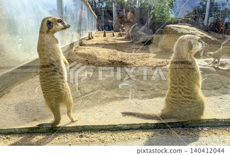 Two Meerkats sitting on the ground near a plastic wall in the sunshine Two Meerkats sitting on the ground near a plastic wall in the sunshine 140412044